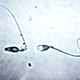 Image for article titled How Do Testicles Know When To Stop Making More Sperm?